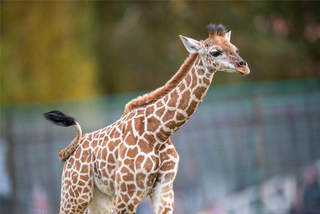Das Giraffen-Baby im Safariland Stukenbrock kommt das erste Mal aus dem Stall und läuft durch das Außengehege. Das Giraffen-Baby im Safariland Stukenbrock kommt das erste Mal aus dem Stall und läuft durch das Außengehege.