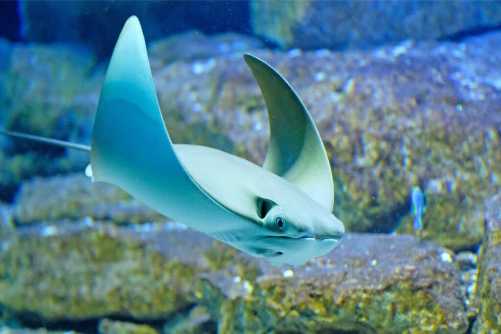 Ein Rochen schwimmt durch das Aquarium Sea Life in Oberhausen. Ein Rochen schwimmt durch das Aquarium Sea Life in Oberhausen.