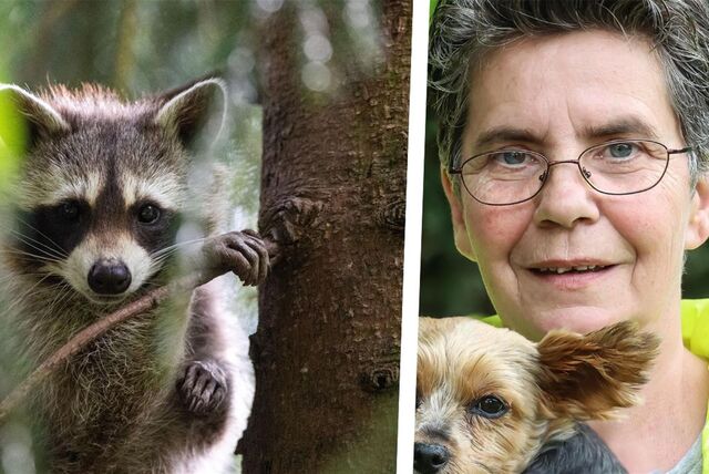 Tierschützerin Gabi Bayer aus Dortmund (rechts im Bild) und links ein Waschbär in einem Baum sitzend.