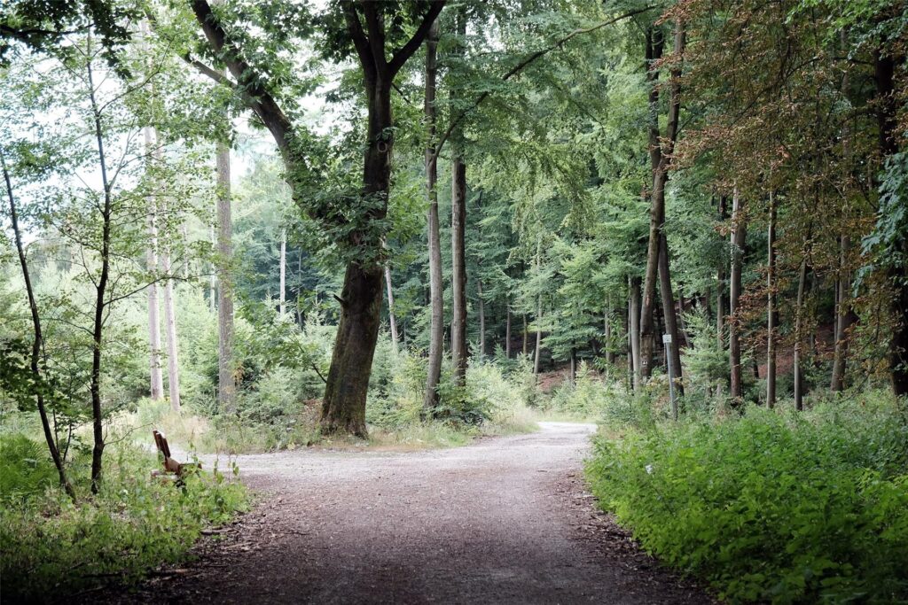 stück wald mit einer gabelung stück wald mit einer gabelung