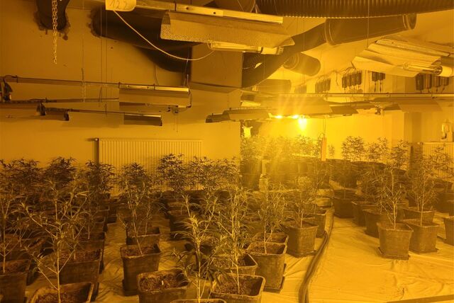 Zwei Cannabis-Plantagen mit insgesamt 6000 Pflanzen hat die Polizei hochgenommen.
