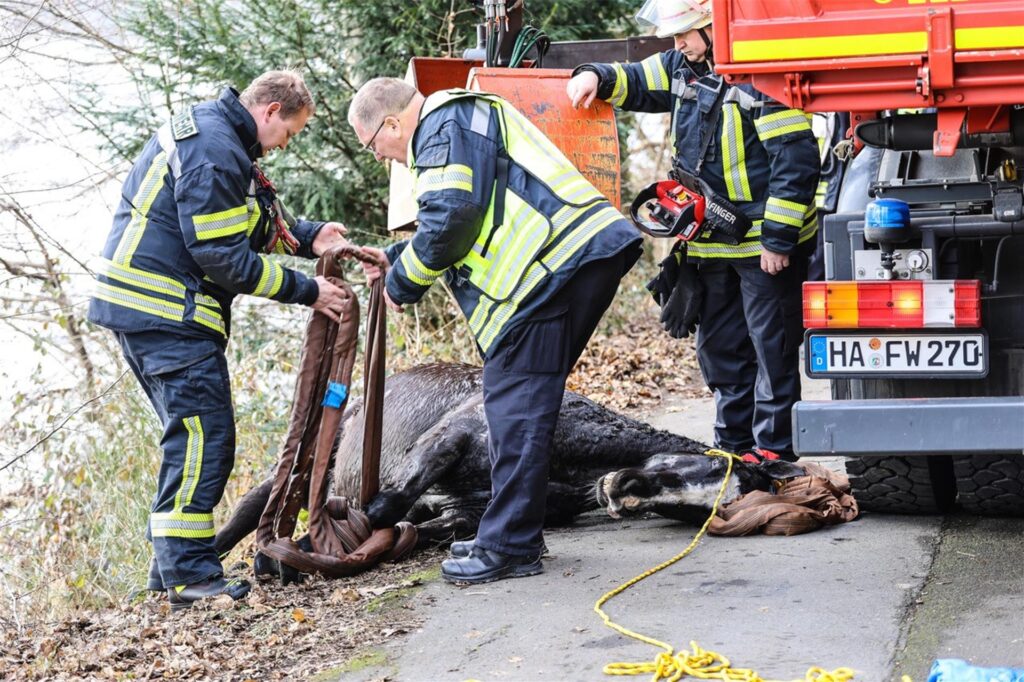 Feuerwehrleute kümmern sich um das nasse Pferd, das sie per Kran aus dem Hengsteysee geborgen haben. Feuerwehrleute kümmern sich um das nasse Pferd, das sie per Kran aus dem Hengsteysee geborgen haben.