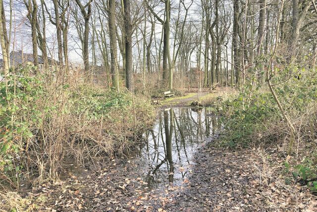 Viel Wasser steht auf den Spazierwegen im Wäldchen am früheren Waldstadion.