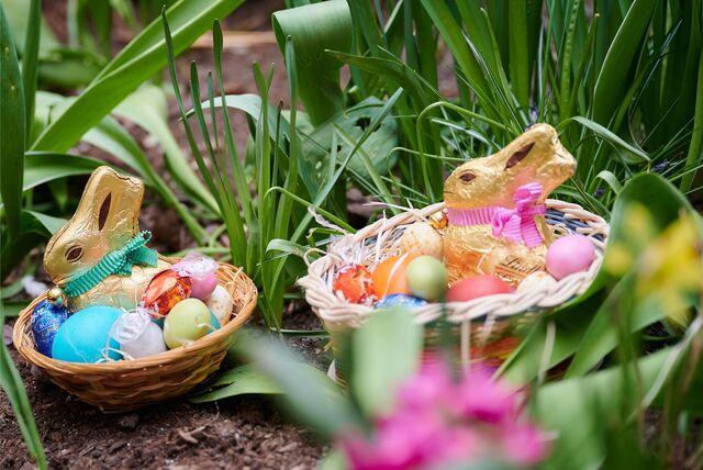 Zwei Osternester mit Schokoladenhasen, gefärbten Eiern und Schokoladeneiern liegen in einem Blumenbeet.