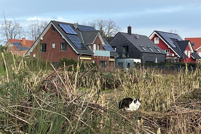 Katze sitzt im Grünen und sonnt sich.