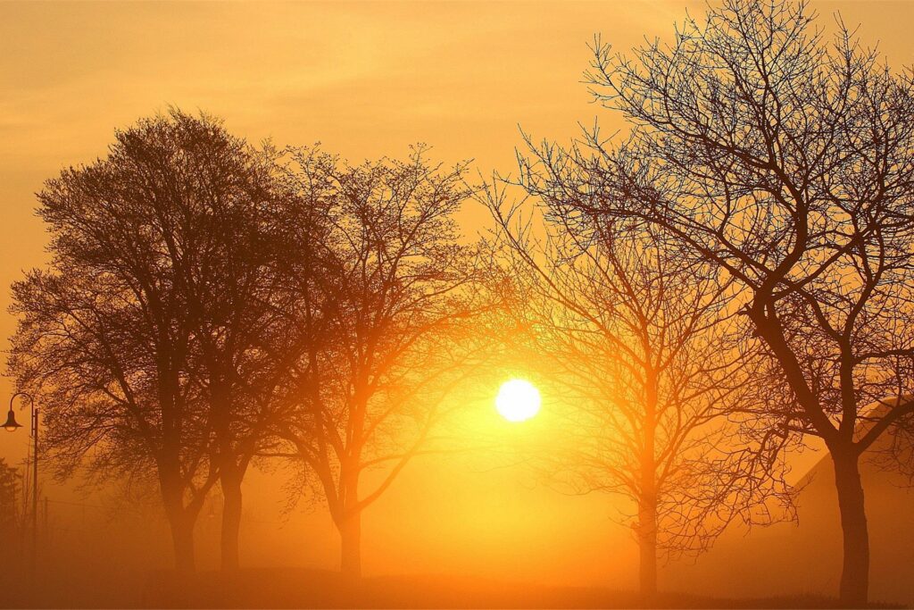 sonnenuntergang zwischen bäumen sonnenuntergang zwischen bäumen
