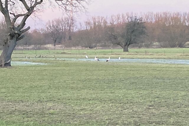 Zwei Störche in den Lippe-Auen in Waltrop.