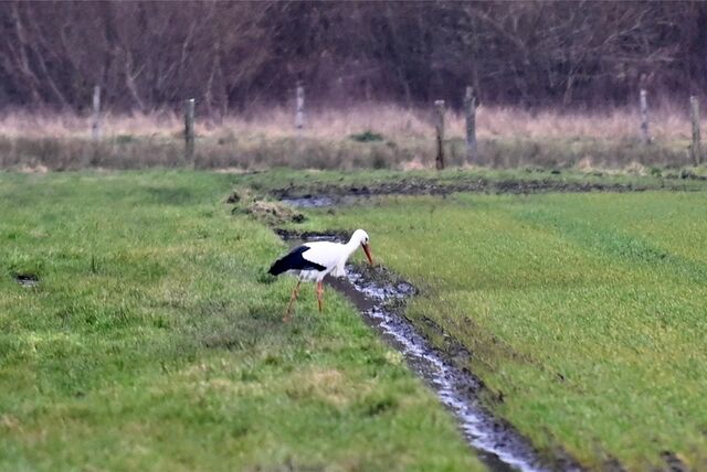 Der erste Storch kehrte in den Hervester Bruch zurück.
