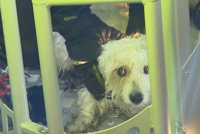 Neun Hunde, darunter sieben Welpen, wurden am Donnerstagmorgen aus einem Nordstadt-Haus gerettet. Einer der Hunde war offenbar durch ein Fenster aufs Dach geklettert und hatte dort laut gebellt.