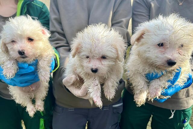 Die Hundefamilie befindet sich seit dem 1. Februar im Tierheim.