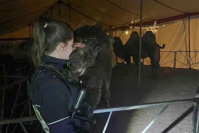 Die entlaufenen Kamele gehören zum Zirkus, der derzeit auf dem Schützenplatz gastiert.