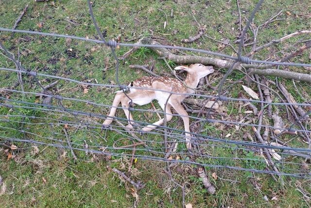 Ein lebloses Damwild-Jungtier liegt an einem Maschendrahtzaun.