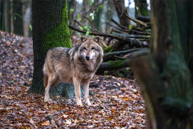 Ein Wolf im Wald steht vor einem Baumstamm, auf dem Boden viele Blätter.