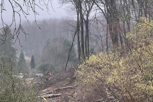 In einem Wald wurden Bäume gefällt. Baumstämme liegen zwischen Sträuchern auf dem Boden auf einem Hang.