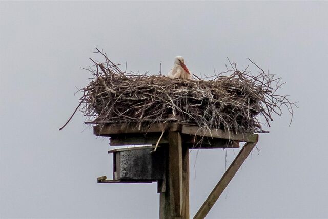 Ein Storch in einem Nest.