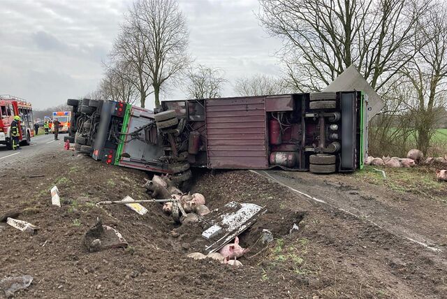 Auf einer Landstraße im Kreis Coesfeld ist ein mit Schweinen beladener Tiertransporter in den Graben gekippt.