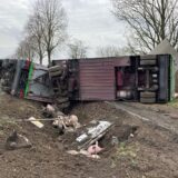 Auf einer Landstraße im Kreis Coesfeld ist ein mit Schweinen beladener Tiertransporter in den Graben gekippt.