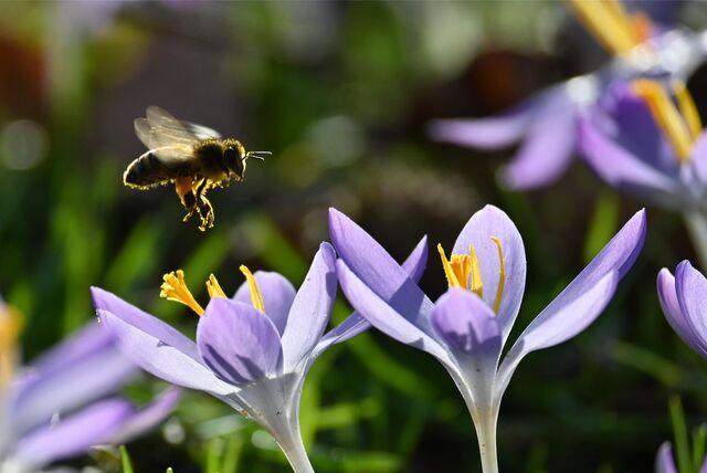 Eine Biene fliegt auf blühende Krokusse zu.