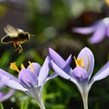 Eine Biene fliegt auf blühende Krokusse zu.