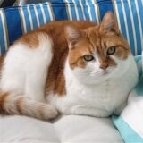 Eine rost-weiße Katze und eine junge Frau vor Tierkäfigen.