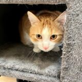 Miki ist ein Europäisch Kurzhaar, fünf Jahre alt und kastriert. Er wurde im August 2023 im Tierheim Dortmund abgegeben.