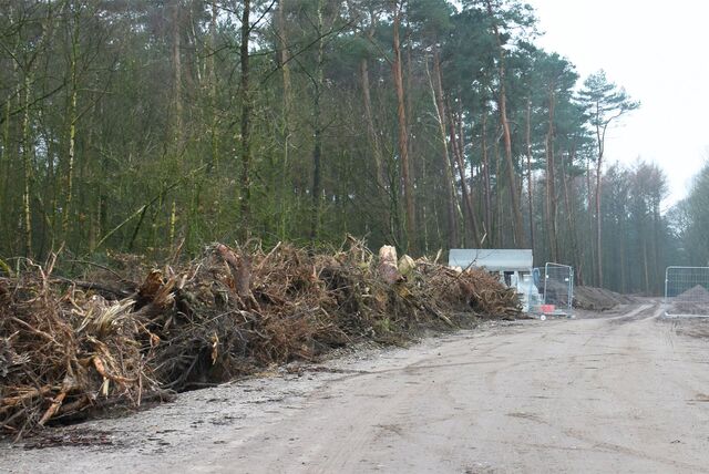 Waldrodung in Sythen.