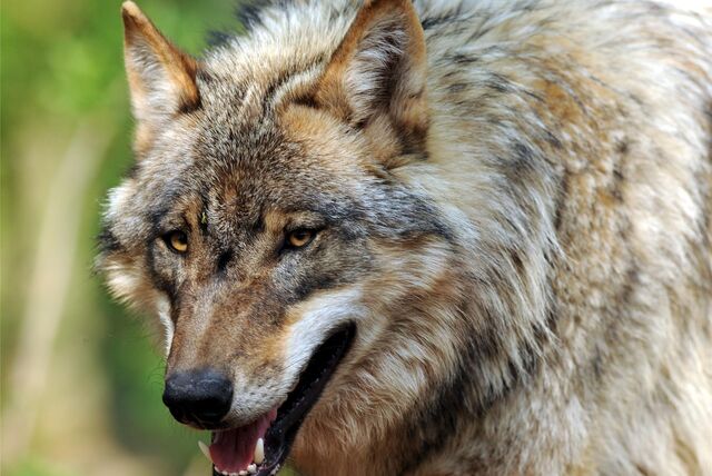 Wolf
