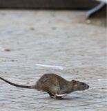 Links eine Köderbox, rechts eine Ratte
