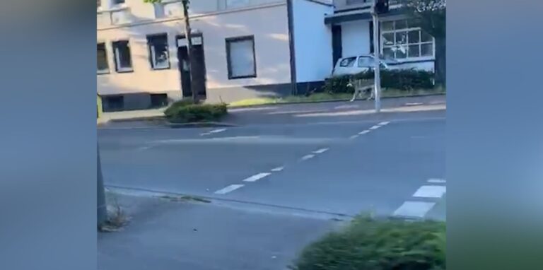 Wolf Marler Straße
