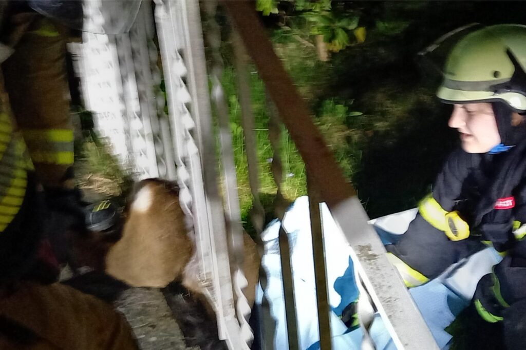 Feuerwehrleute befreien ein Reh aus einem Geländer. Feuerwehrleute befreien ein Reh aus einem Geländer.