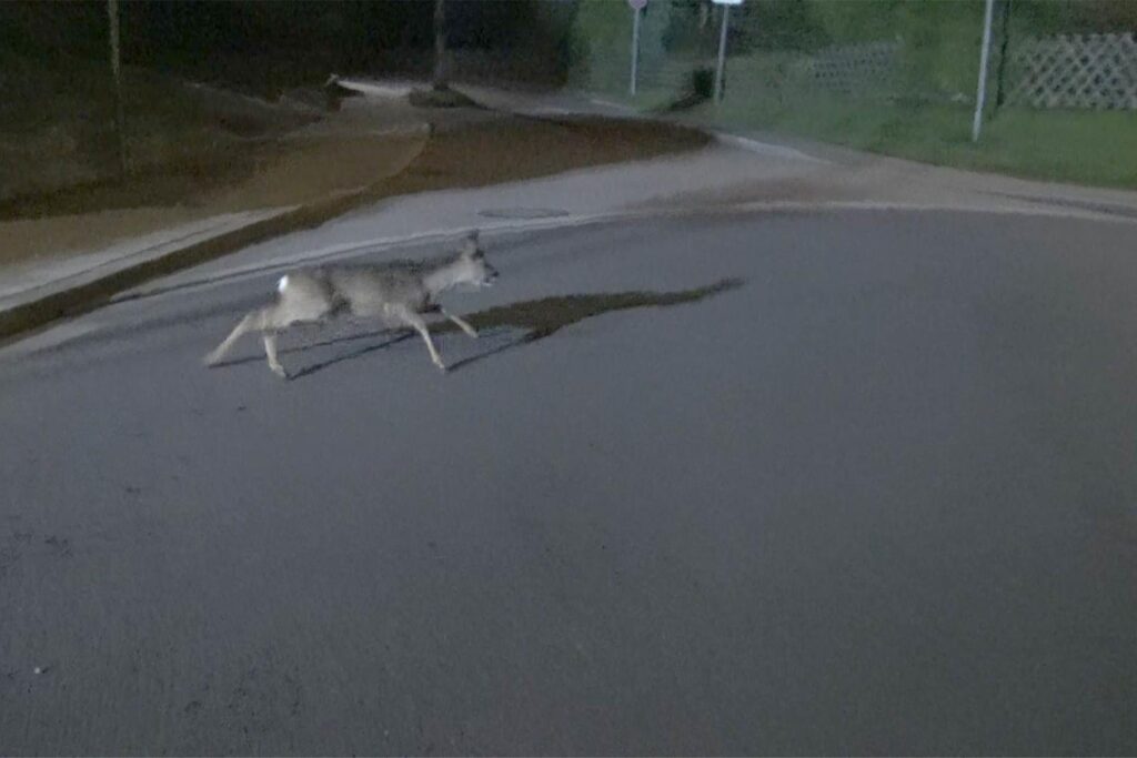 Das Reh läuft über die Straße. Das Reh läuft über die Straße.