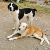 Der schwarzweiße Mischling Eric neben einem braun-weißen Hund