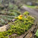Die „Castroper Ente“, gefunden zunächst an der Leveringhauser Straße in Ickern-End: Jacqueline nahm sie bei ihrem Spaziergang mit Sohn und Hund mit in den Wald und setzte den „Glücksbringer“ dort wunderbar in Szene.