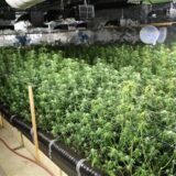 Cannabis Anbau in NRW: Bei einer Großrazzia sind neun Menschen festgenommen worden. Foto: Polizei Oberhausen