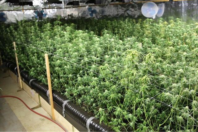 Cannabis Anbau in NRW: Bei einer Großrazzia sind neun Menschen festgenommen worden. Foto: Polizei Oberhausen