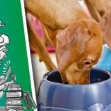 Zwei Hunde fressen aus ihren Näpfen.