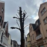 Baum in der Halterner Innenstadt