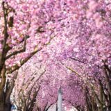 Kirschblüten blühen in einer Straße in Nordrhein-Westfalen.