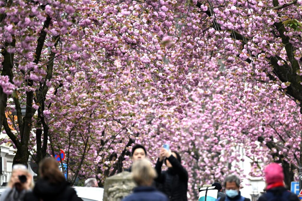 Menschen fotografieren Kirschblüten in Bonn in der Heerstraße. 
