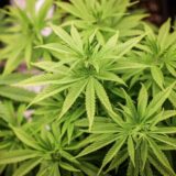 Über 400 Pflanzen fand die Polizei in einer illegalen Cannabisplantage in Mönchengladbach.