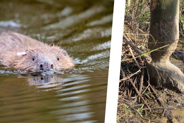 Montage zeigt einen Biber im Wasser und einen angefressenen Baum