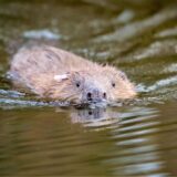 Montage zeigt einen Biber im Wasser und einen angefressenen Baum