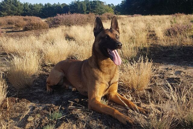 Personenspürhund „Knox“