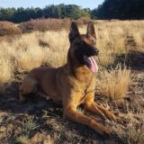 Personenspürhund „Knox“
