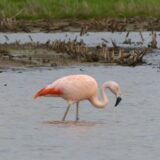 Ein Flamingo steht in einem See.