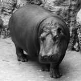 Das junge Flusspferd „Bulma“ aus der Zoom Erlebniswelt in Gelsenkirchen