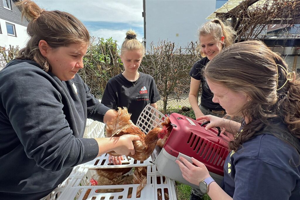 Lehrerin Claudia Keßler (hinten rechts) und Schülerin Sinja haben zwölf Hühner für den kleinen Zoo der Peter-Weiss-Gesamtschule mitgenommen.
