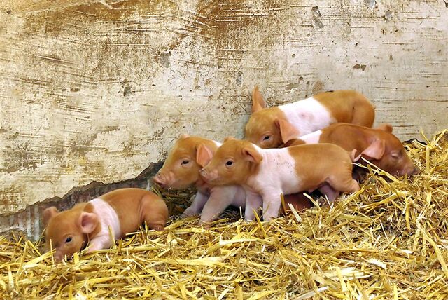 Ferkel in der Zoom Erlebniswelt in Gelsenkirchen