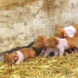 Ferkel in der Zoom Erlebniswelt in Gelsenkirchen