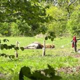 Ein Pferd liegt auf einer Wiese